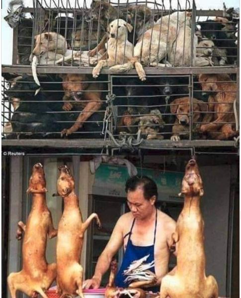 In China essen sie Hunde!